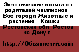  Экзотические котята от родителей чемпионов - Все города Животные и растения » Кошки   . Ростовская обл.,Ростов-на-Дону г.